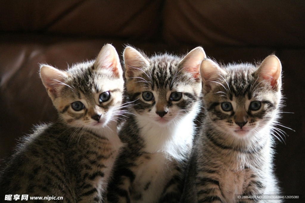 动物 宠物 狗 猫 生物世界