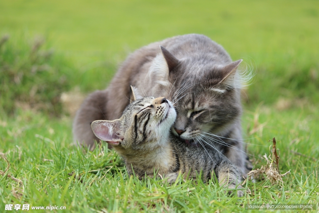 动物 宠物 狗 猫 生物世界