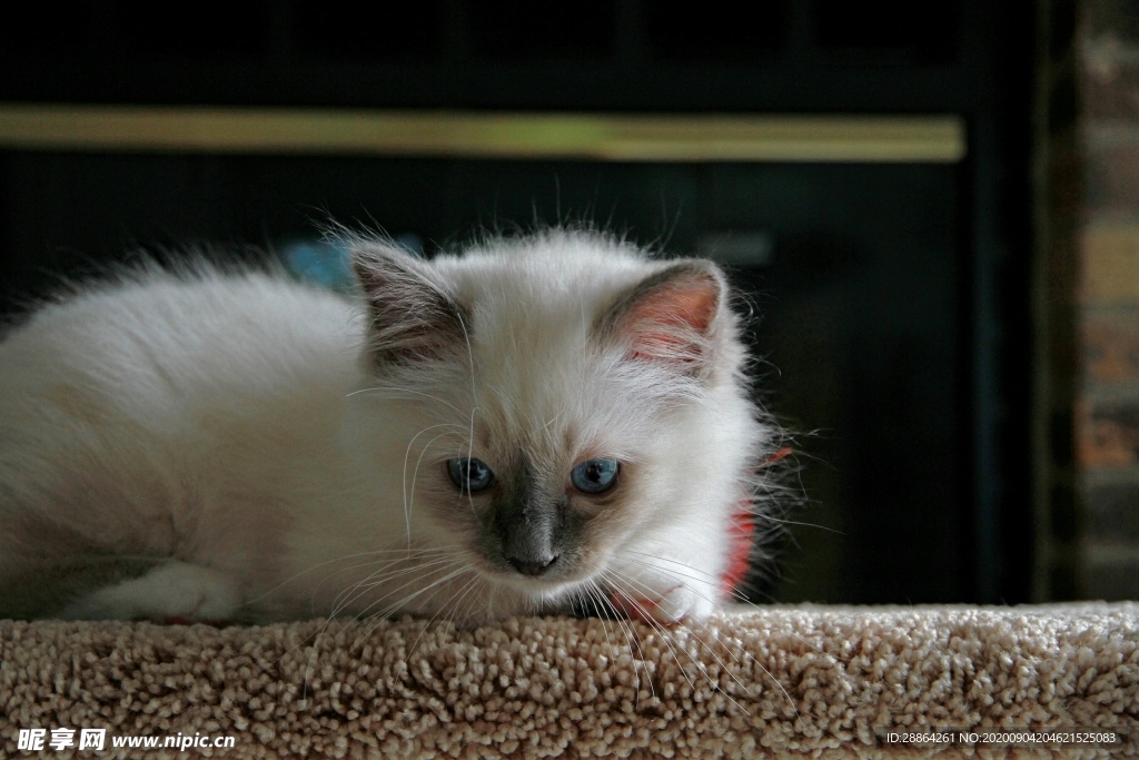 动物 宠物 狗 猫 生物世界