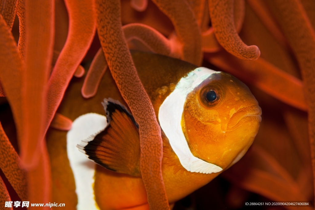 动物 宠物 狗 猫 生物世界