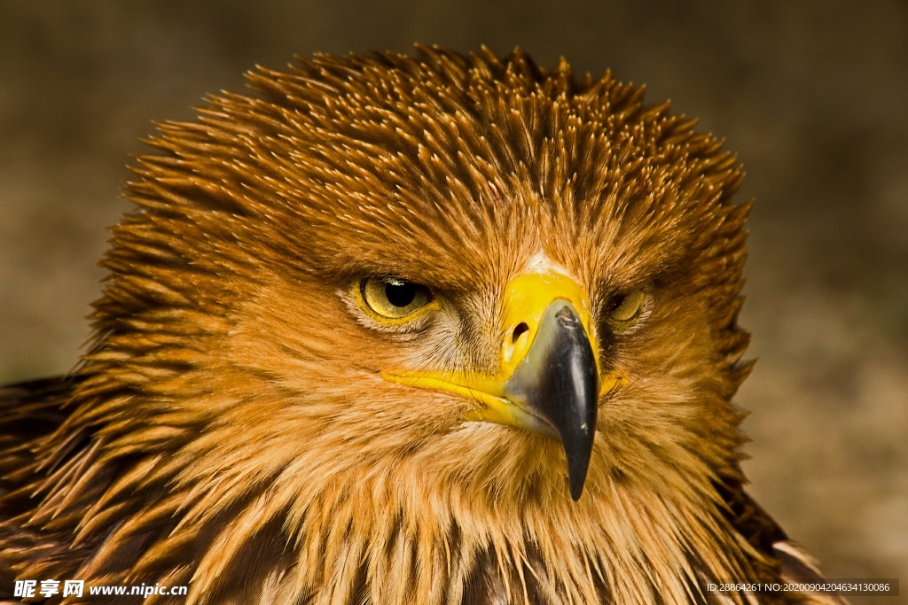 动物 宠物 狗 猫 生物世界