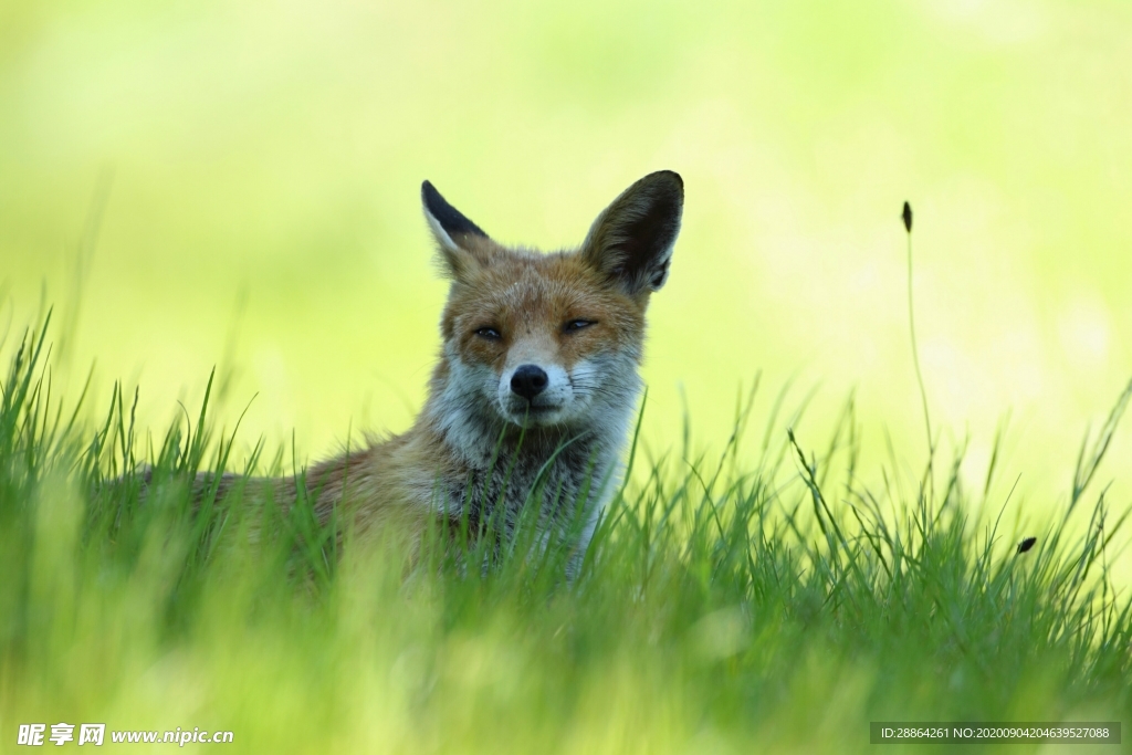 动物 宠物 狗 猫 生物世界