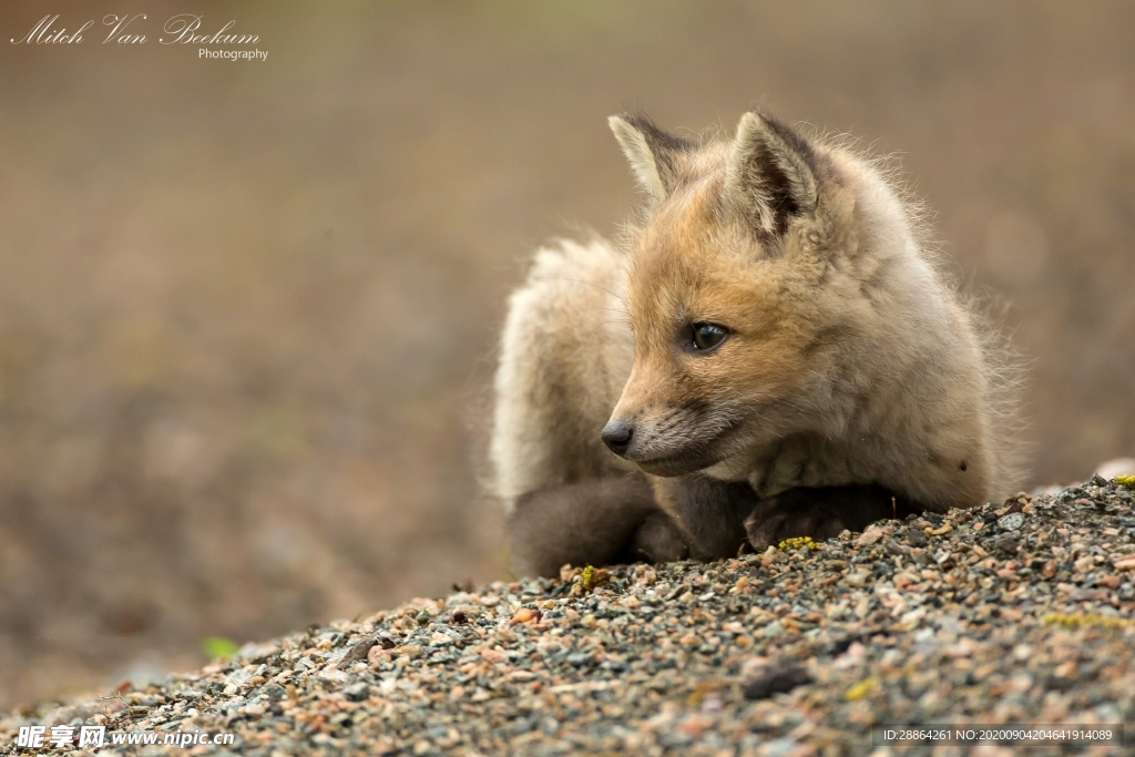 动物 宠物 狗 猫 生物世界