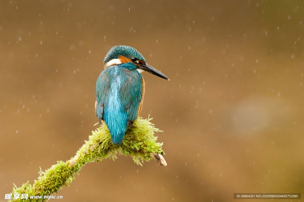动物 宠物 狗 猫 生物世界