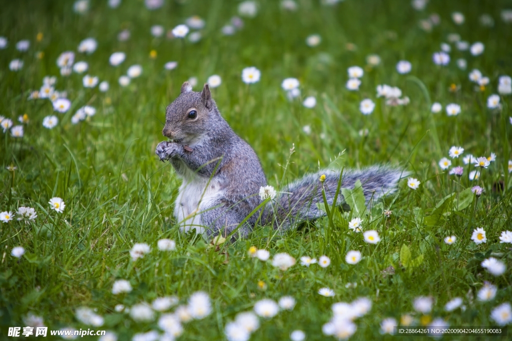 动物 宠物 狗 猫 生物世界