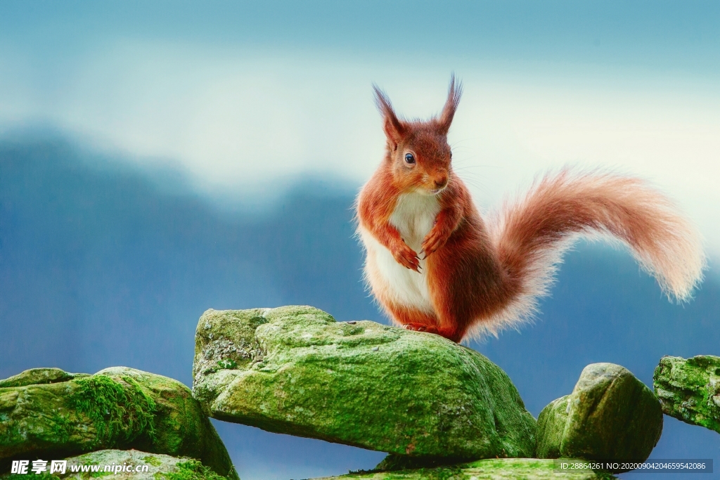 动物 宠物 狗 猫 生物世界