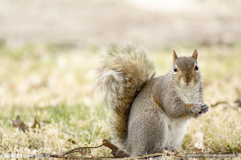 动物 宠物 狗 猫 生物世界