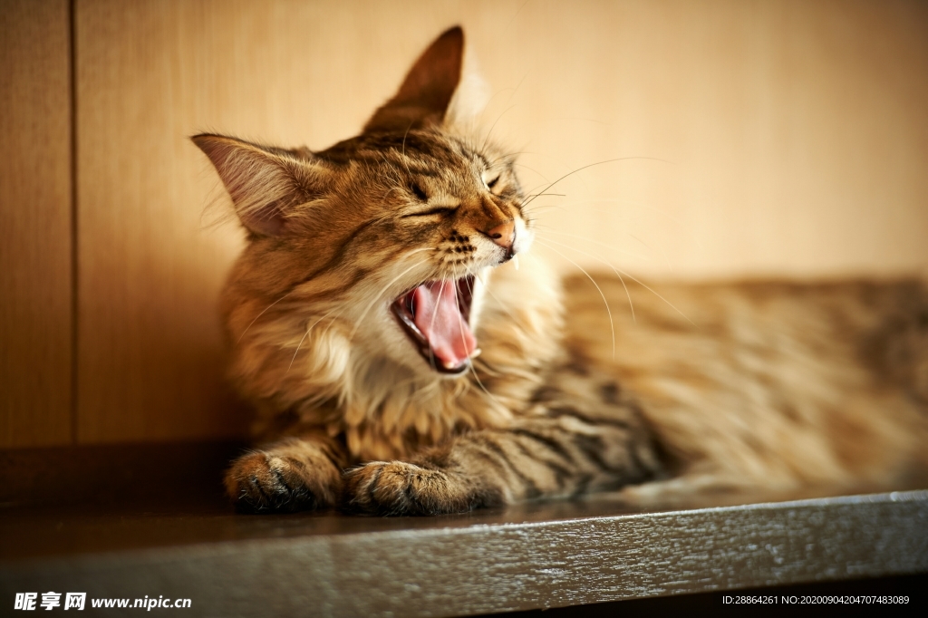 动物 宠物 狗 猫 生物世界