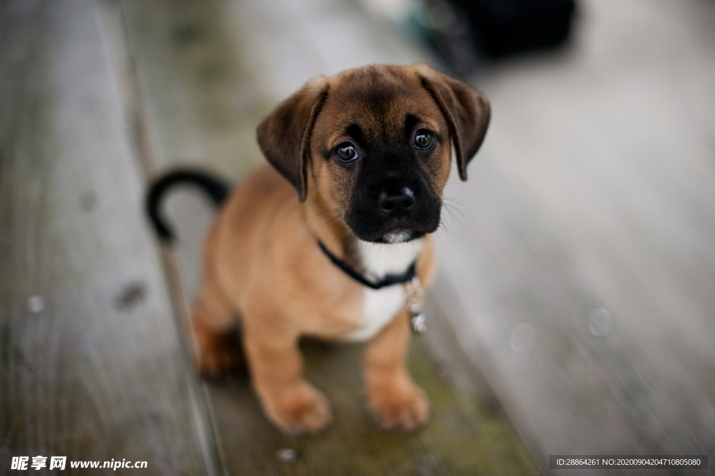 动物 宠物 狗 猫 生物世界