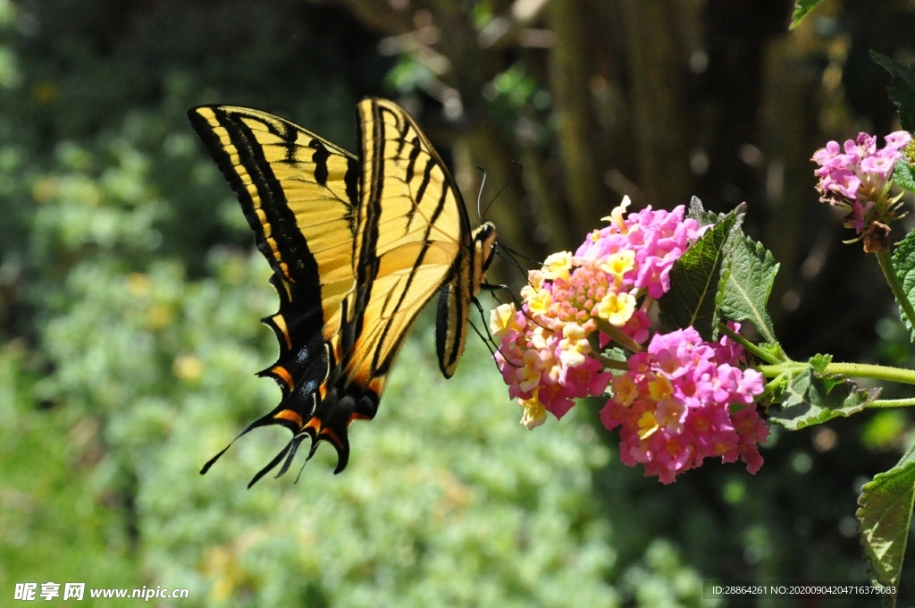 动物 宠物 狗 猫 生物世界