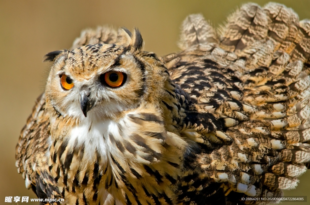 动物 宠物 狗 猫 生物世界