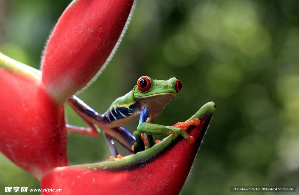 动物 宠物 狗 猫 生物世界