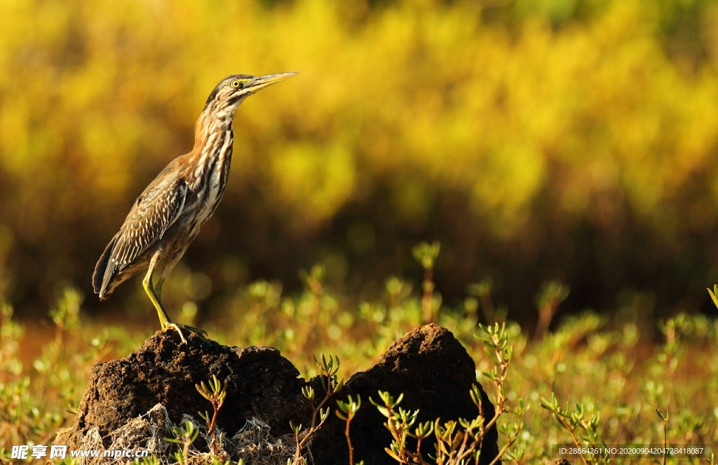 动物 宠物 狗 猫 生物世界