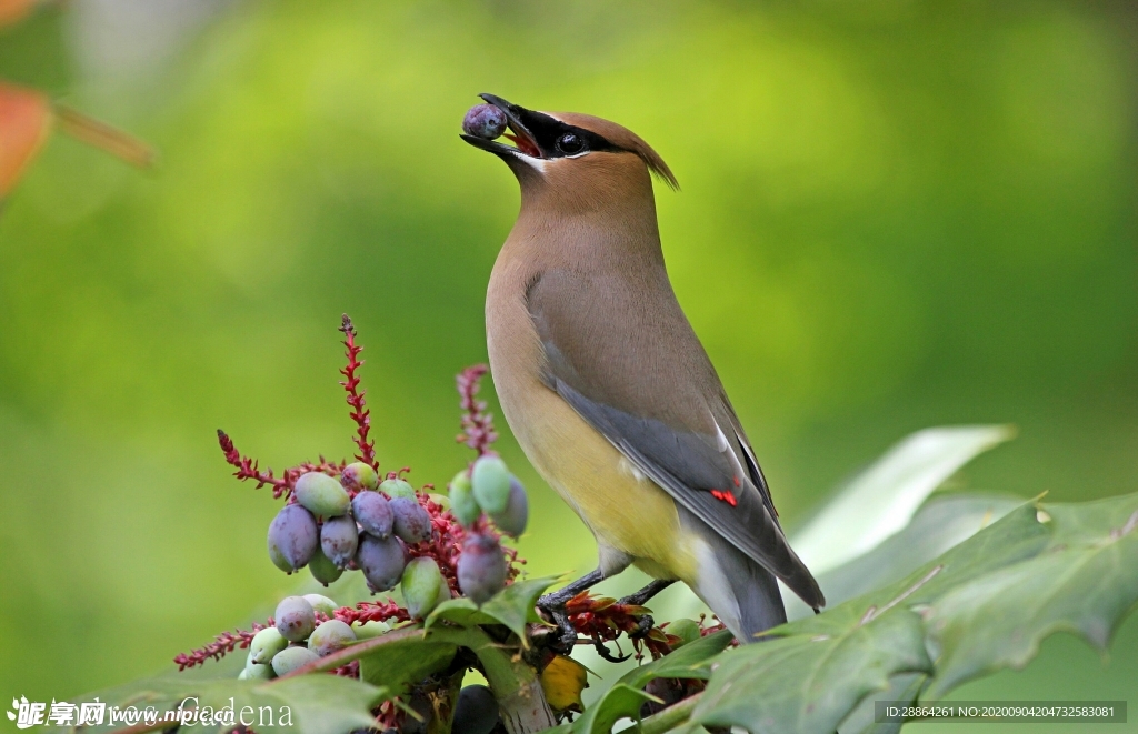 动物 宠物 狗 猫 生物世界