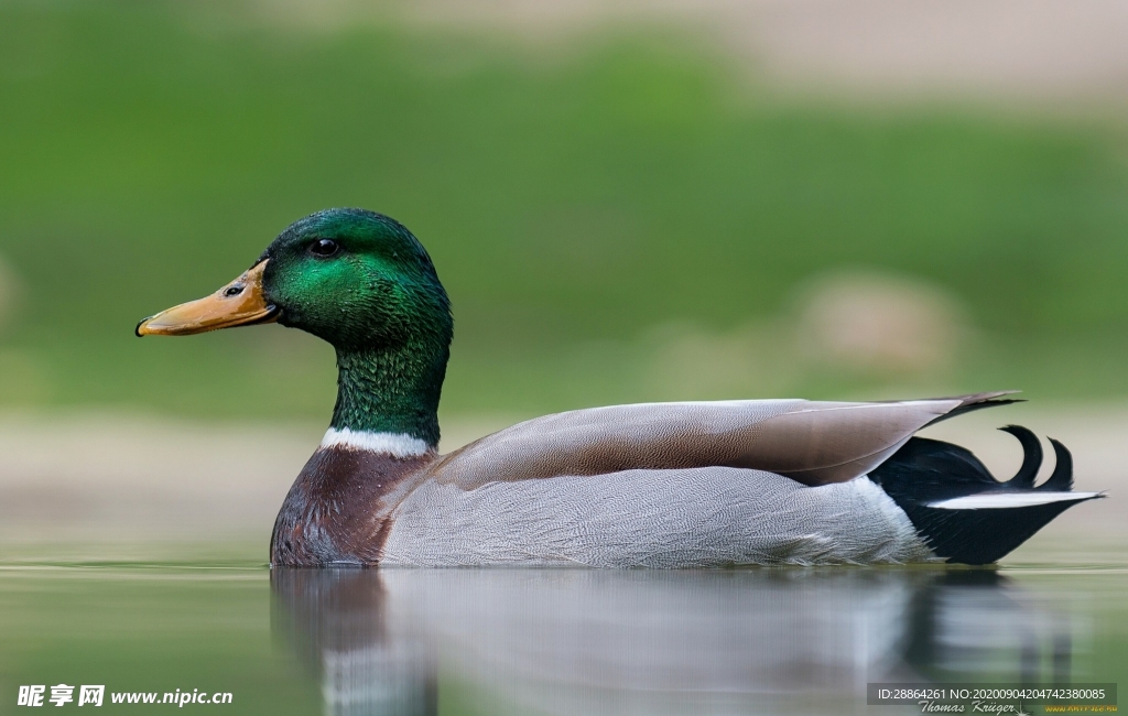 动物 宠物 狗 猫 生物世界