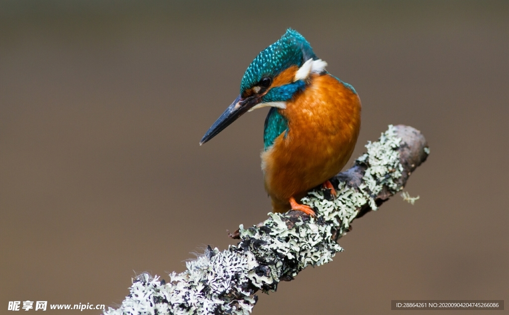 动物 宠物 狗 猫 生物世界