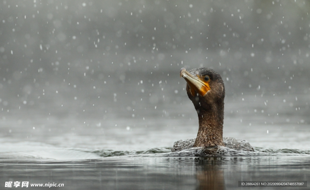 动物 宠物 狗 猫 生物世界