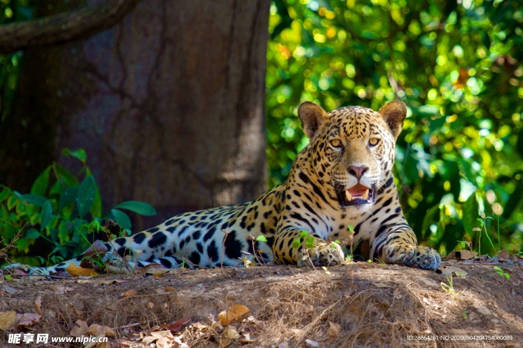动物 宠物 狗 猫 生物世界