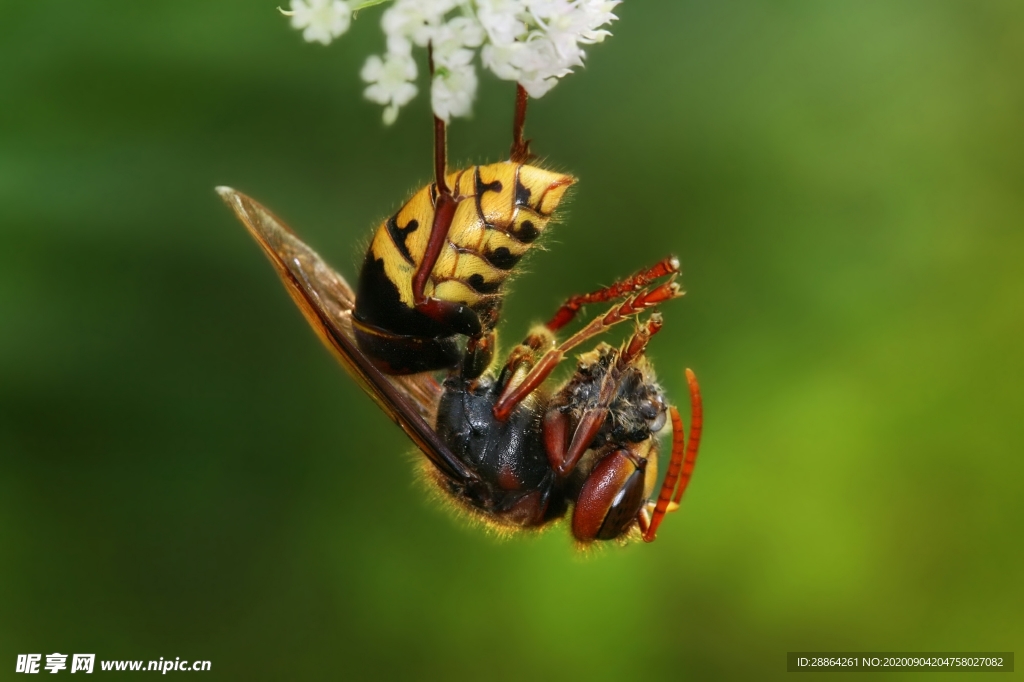 动物 宠物 狗 猫 生物世界