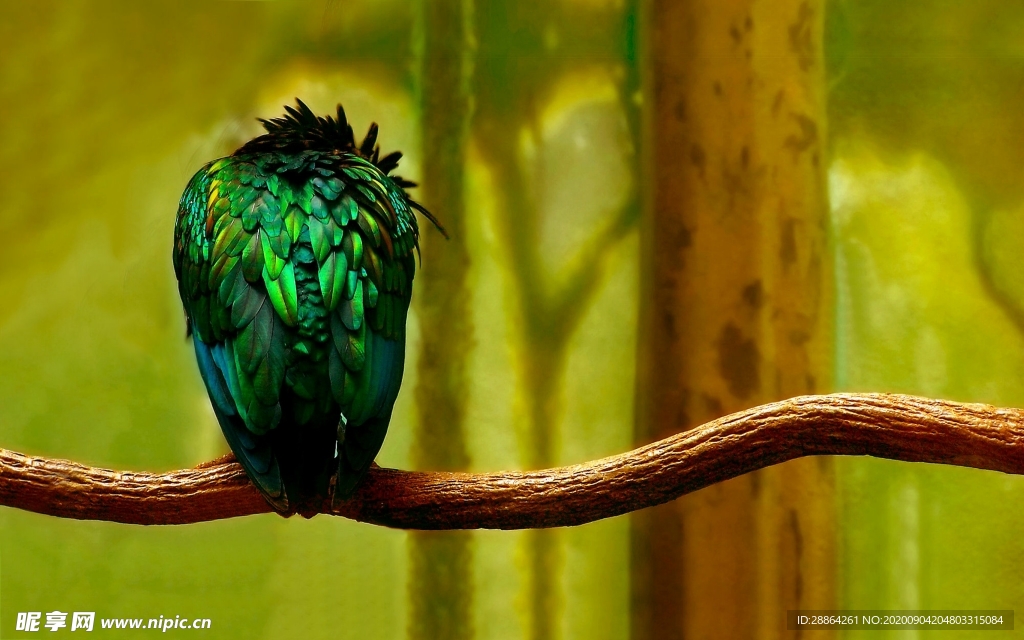 动物 宠物 狗 猫 生物世界