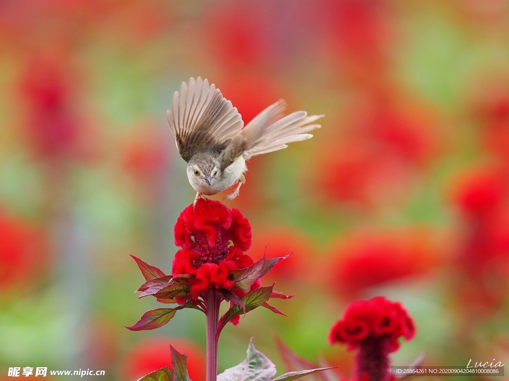 动物 宠物 狗 猫 生物世界