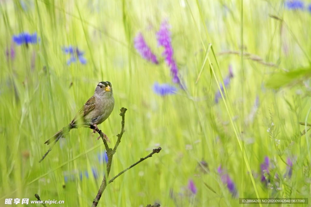 动物 宠物 狗 猫 生物世界