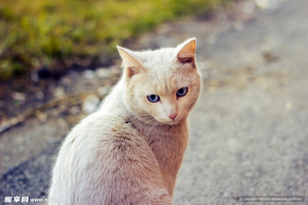 动物 宠物 狗 猫 生物世界