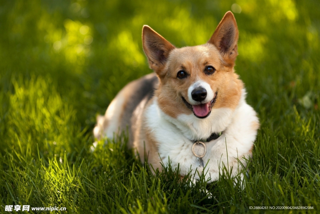 动物 宠物 狗 猫 生物世界