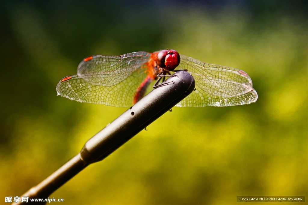 动物 宠物 狗 猫 生物世界