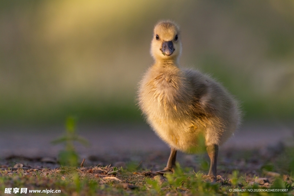 动物 宠物 狗 猫 生物世界