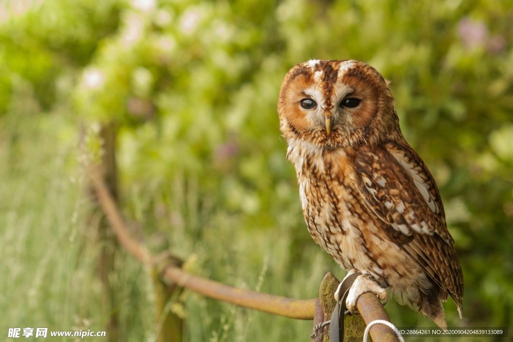 动物 宠物 狗 猫 生物世界