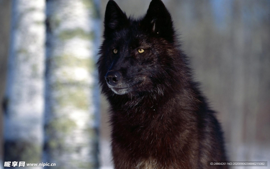 动物 宠物 狗 猫 生物世界