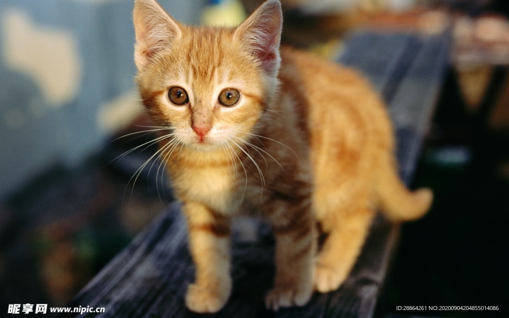 动物 宠物 狗 猫 生物世界