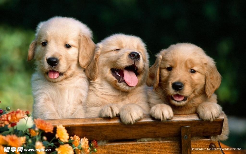 动物 宠物 狗 猫 生物世界