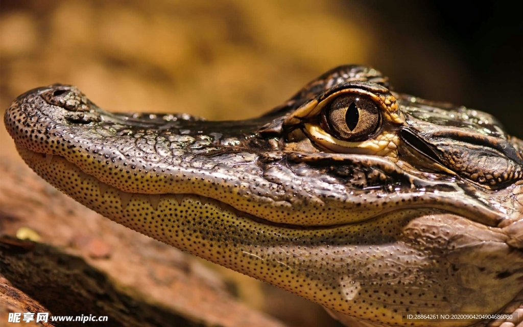 动物 宠物 狗 猫 生物世界