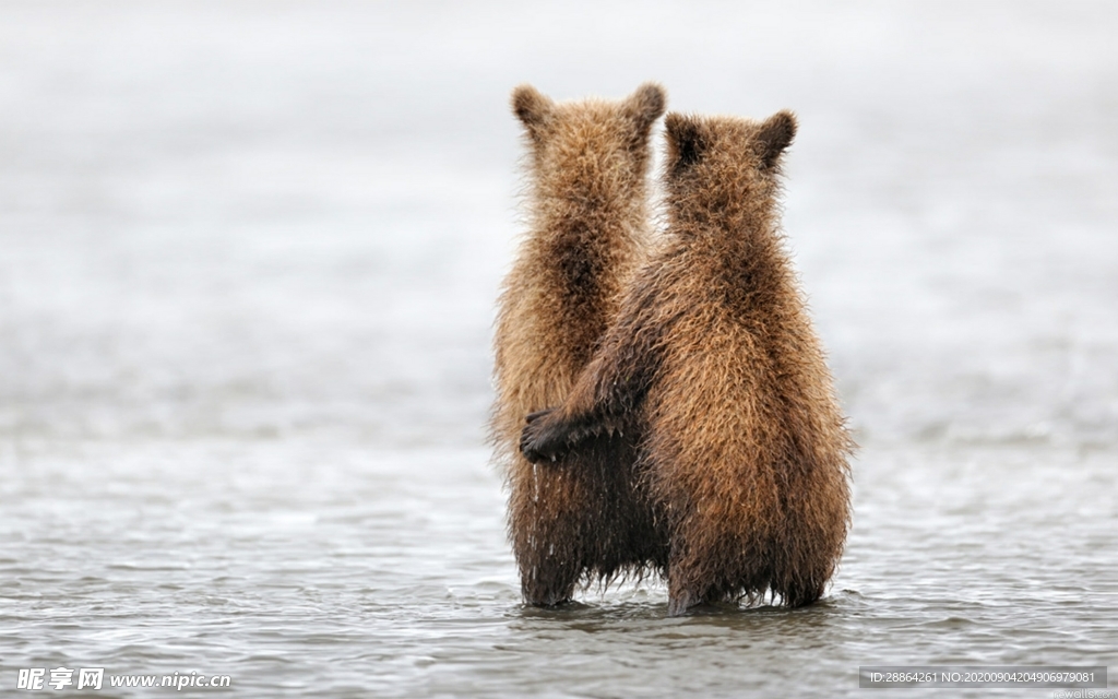 动物 宠物 狗 猫 生物世界
