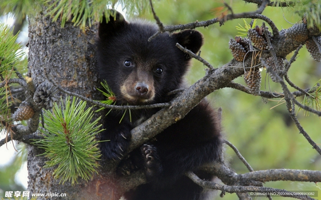 动物 宠物 狗 猫 生物世界