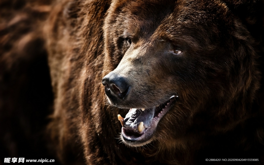 动物 宠物 狗 猫 生物世界