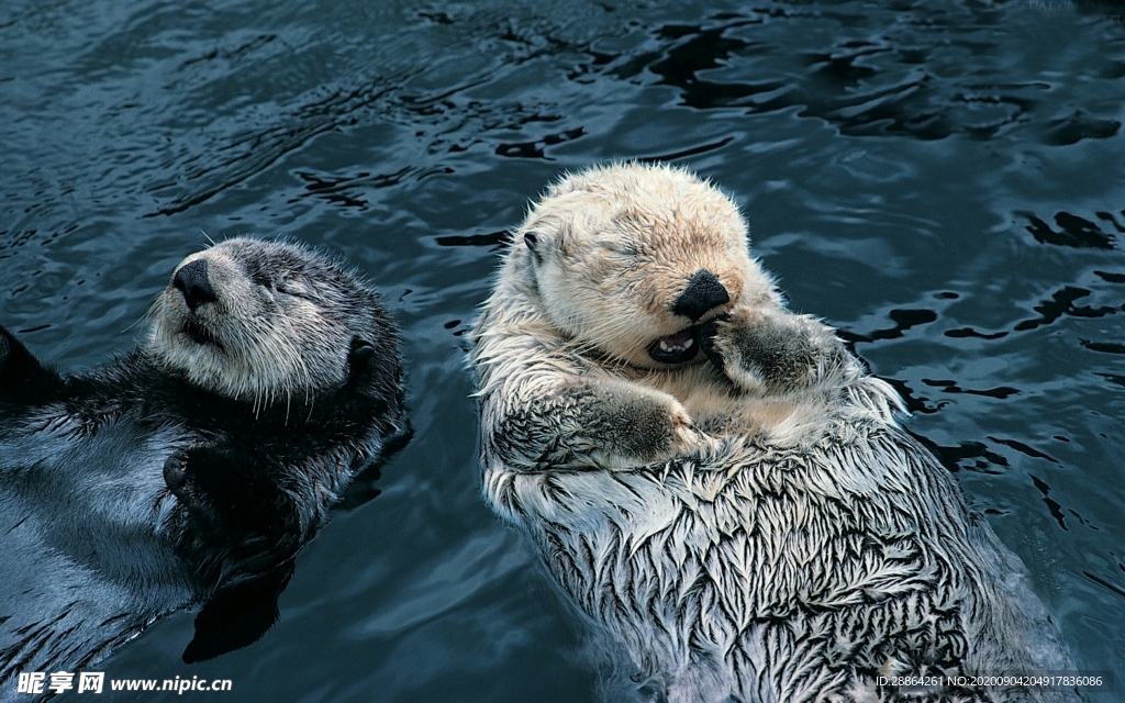 动物 宠物 狗 猫 生物世界
