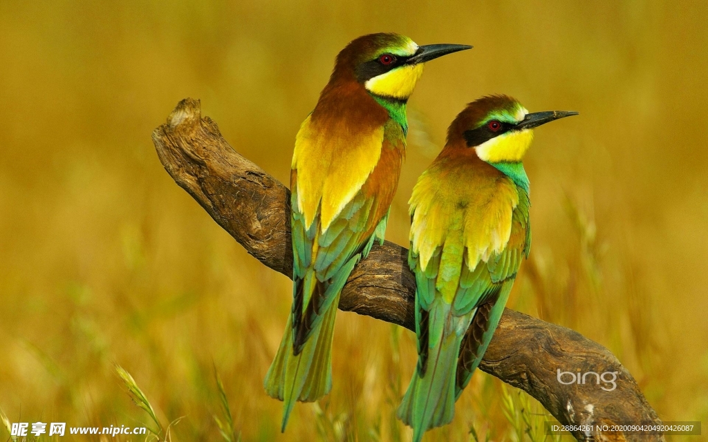 动物 宠物 狗 猫 生物世界