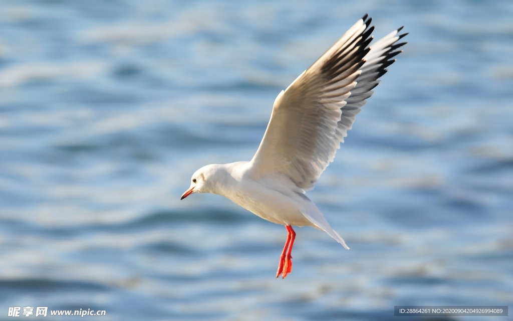 动物 宠物 狗 猫 生物世界