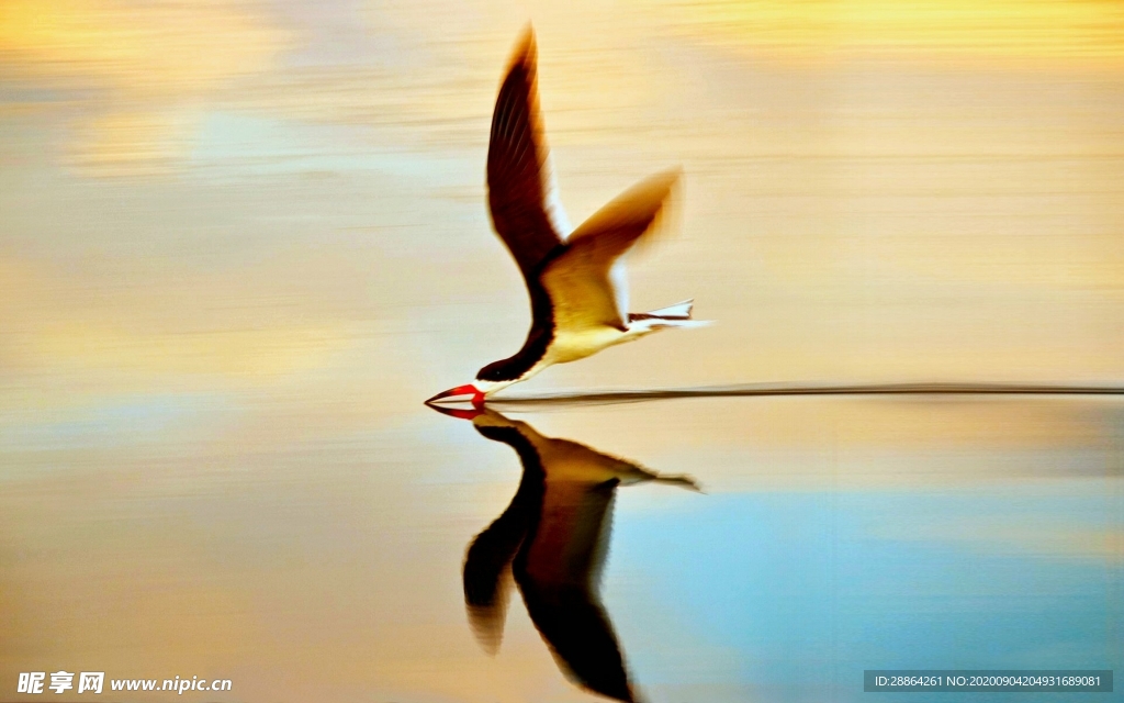 动物 宠物 狗 猫 生物世界