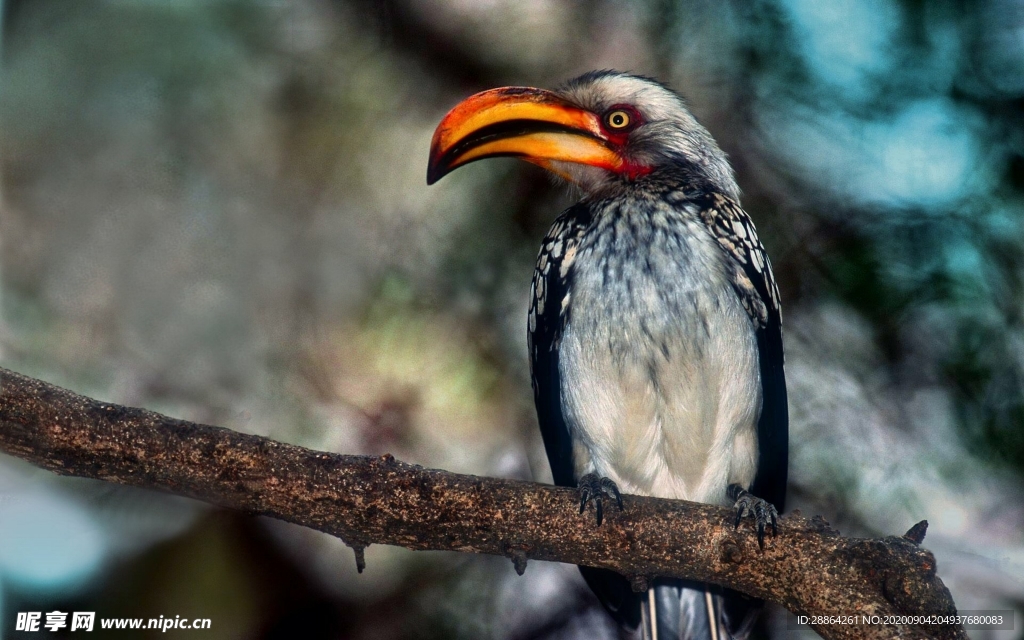 动物 宠物 狗 猫 生物世界