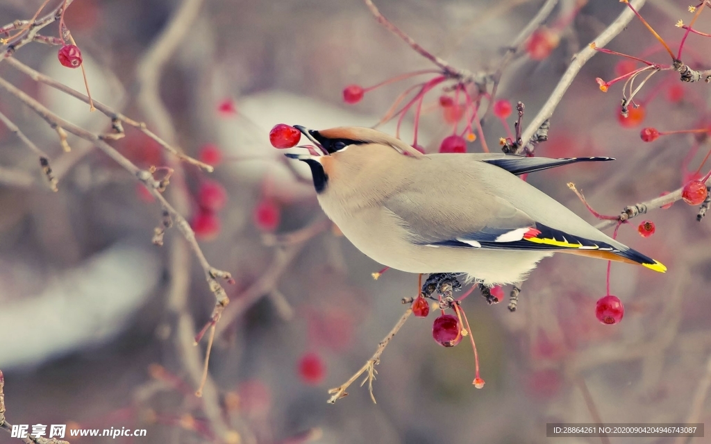动物 宠物 狗 猫 生物世界