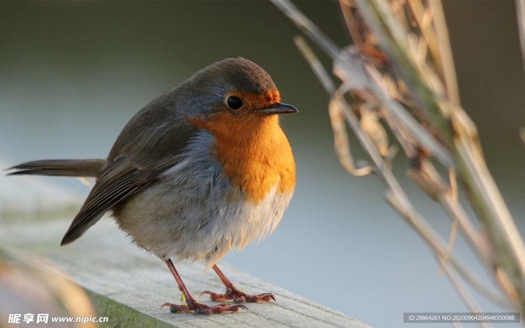 动物 宠物 狗 猫 生物世界