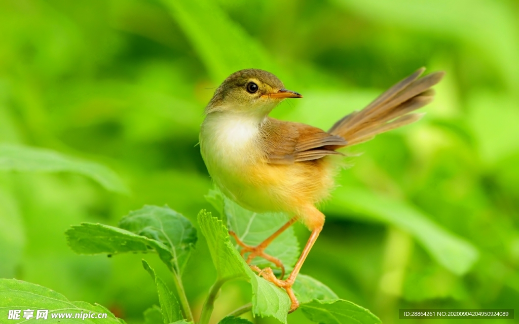 动物 宠物 狗 猫 生物世界
