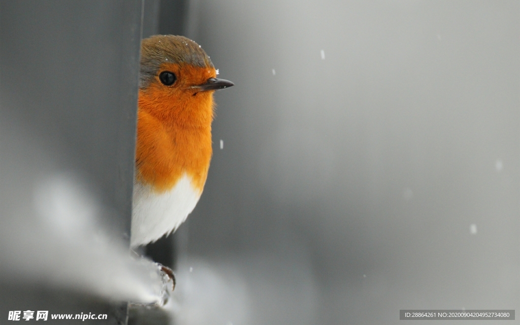 动物 宠物 狗 猫 生物世界