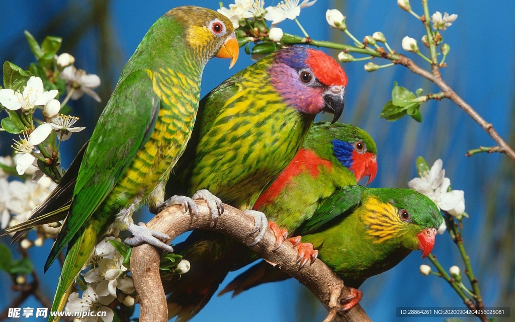 动物 宠物 狗 猫 生物世界