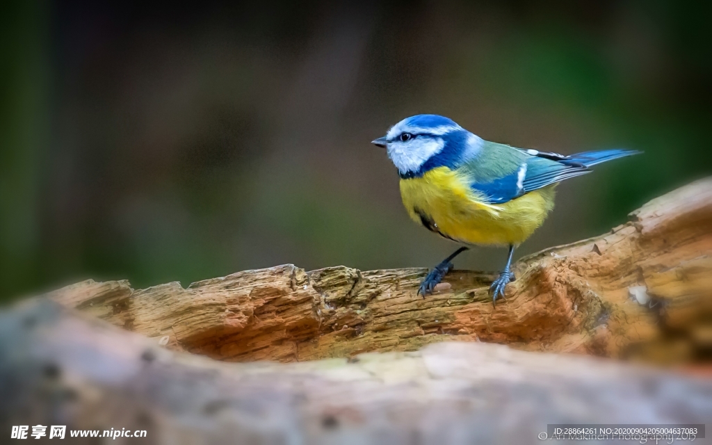 动物 宠物 狗 猫 生物世界