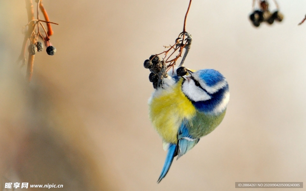 动物 宠物 狗 猫 生物世界